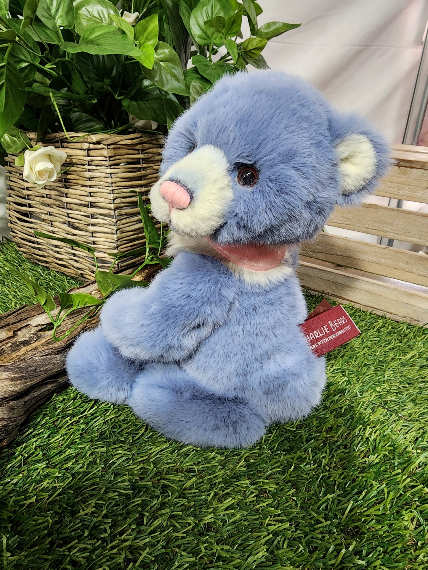 CHARLIE BEAR WHIST