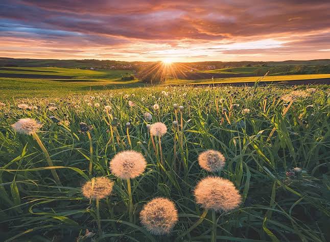 PUZZLE 500PC DANDELIONS AT SUNSET NEW