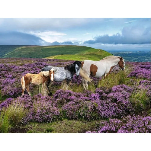 PUZZLE 2000PC WILD HORSES IN THE HEATHER