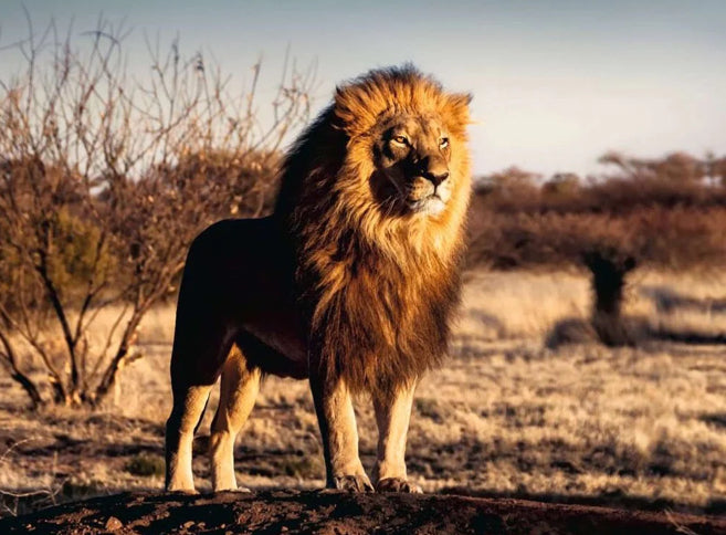 Puzzle 1500Pc Lion King Of The Animals