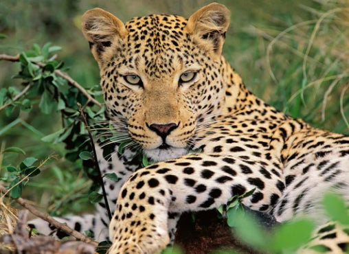 Puzzle 100Pc Lounging Leopards