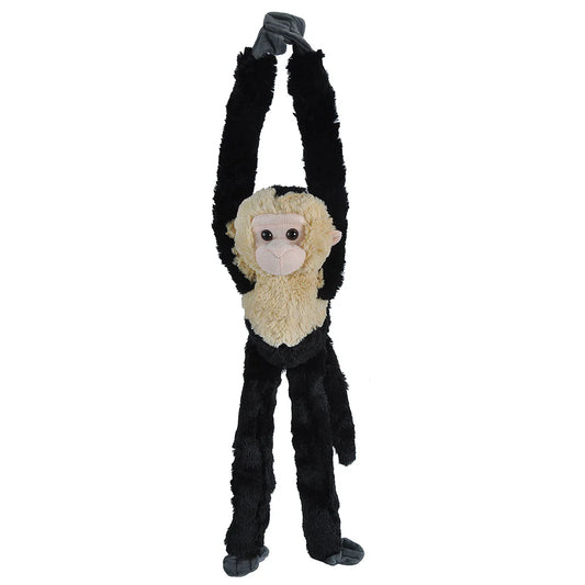 WILD HANGING MONKEY CAPUCHIN