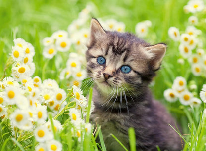PUZZLE 500PC KITTENS IN THE MEADOW