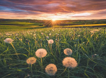 PUZZLE 500PC DANDELIONS AT SUNSET NEW