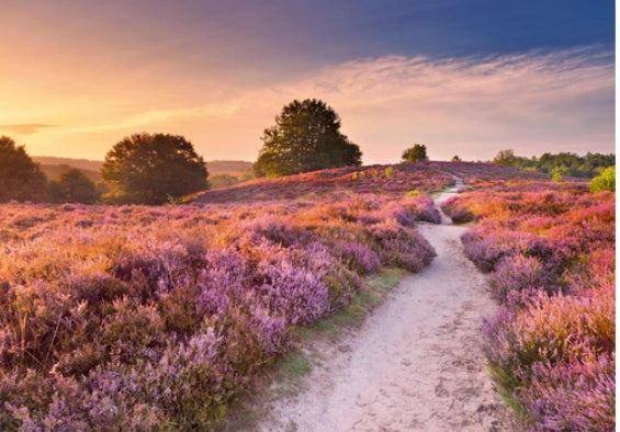 PUZZLE 1000PC PINK PATHWAY