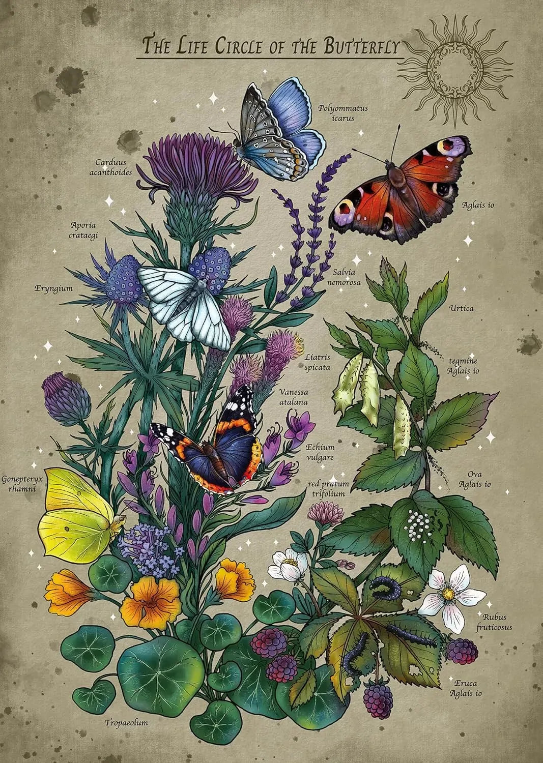 PUZZLE 1000PC LIFECIRCLE BUTTERFLY