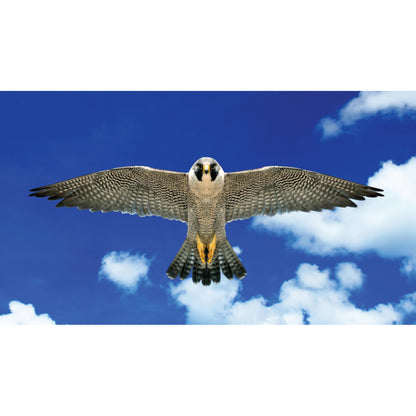 BROOKITE PEREGRIN FALCON