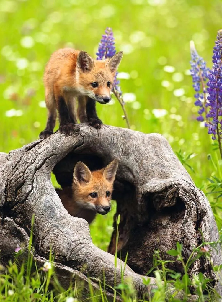 PUZZLE 300PC CHEEKY FOXES