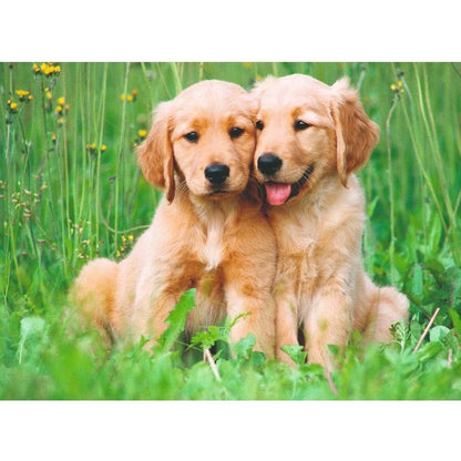 PUZZLE 500PC GOLDEN RETRIEVER BROTHERS