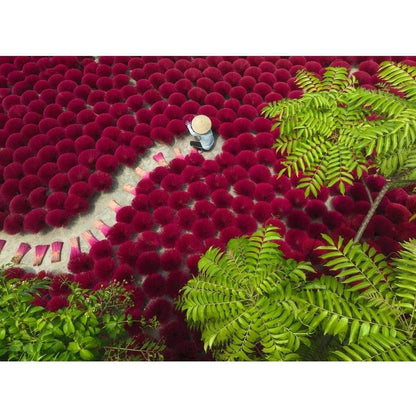 PUZZLE 500PC A SEA OF RED