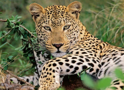 Puzzle 100Pc Lounging Leopards