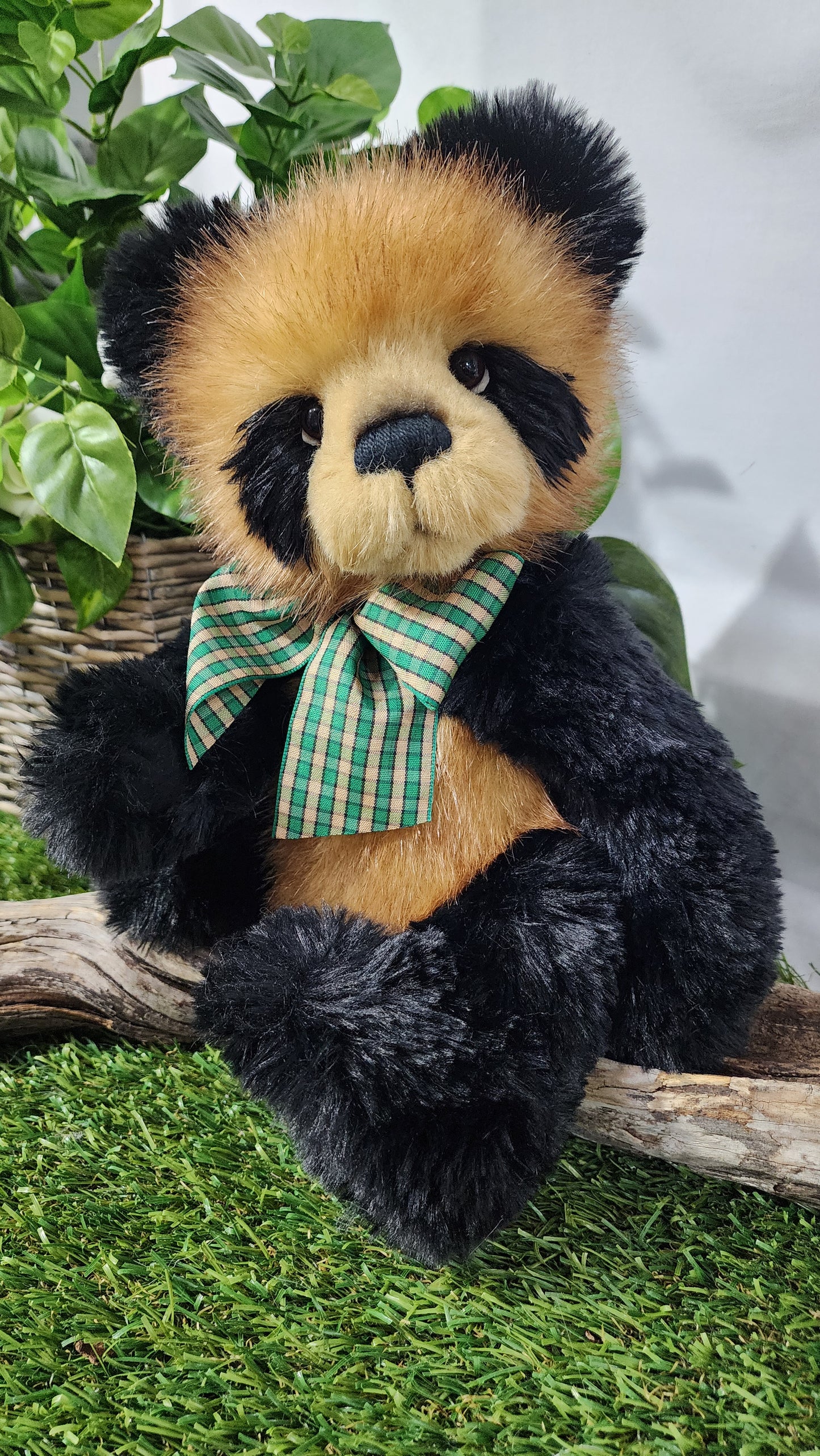 2026 CHARLIE BEAR COLLINS