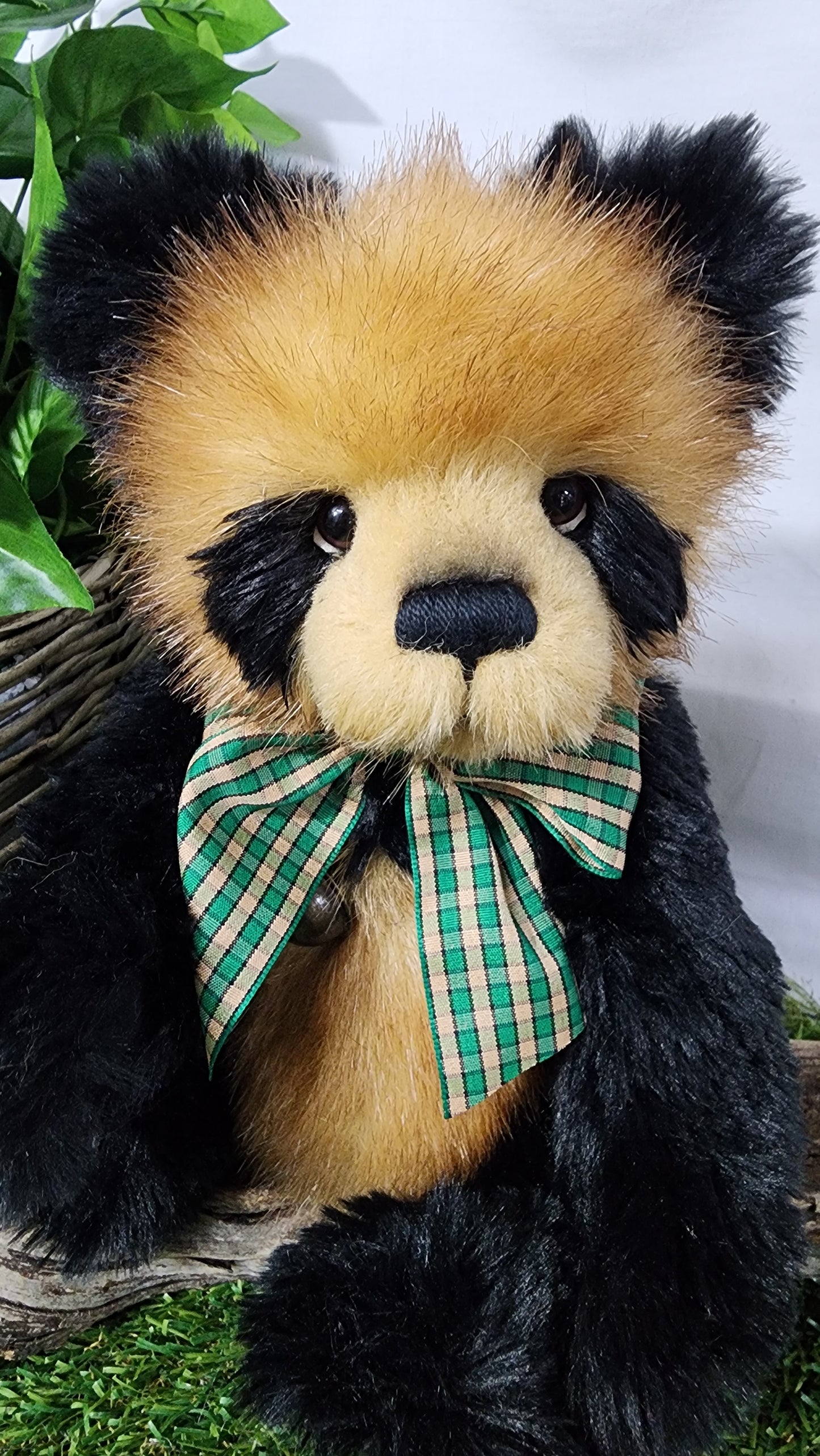 2026 CHARLIE BEAR COLLINS