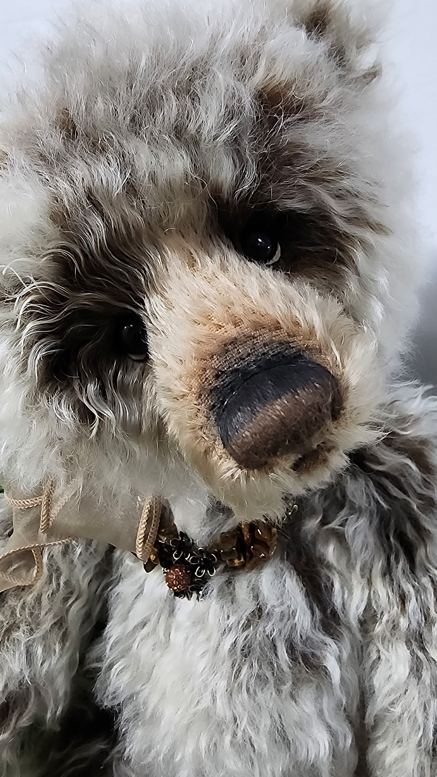 2025 ISABELLE COLLECTION MRS WILLIAMS