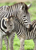 PUZZLE 300PC ZEBRA LOVE