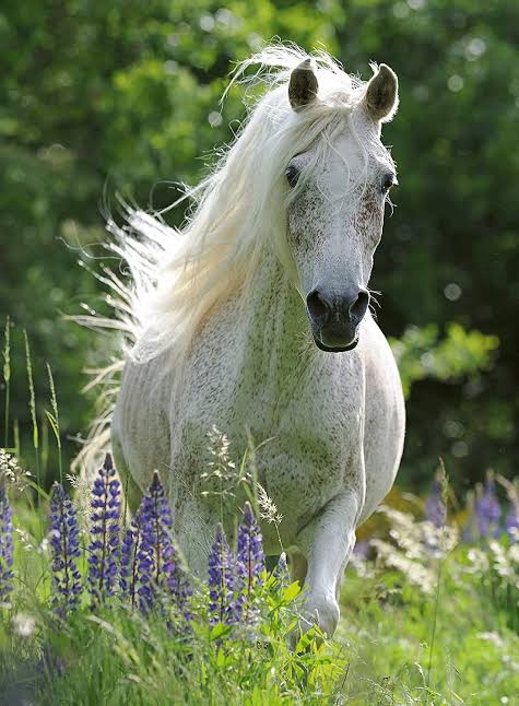 PUZZLE 100PC HORSE IN FLOWERS